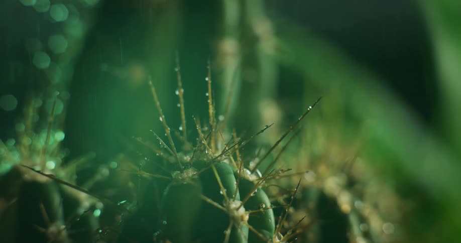 Rain falls onto a garden