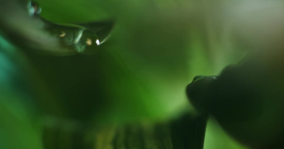 Falling rain droplets fill the leaf of a plant and water drips down