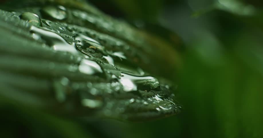 Water droplets fall on green spinach leaves