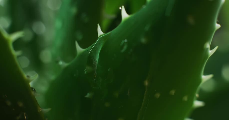 Water drops dripping on lush green aloe vera plant leaves