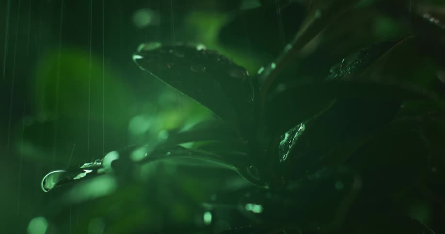 Rain showering down on lush green plant leaves