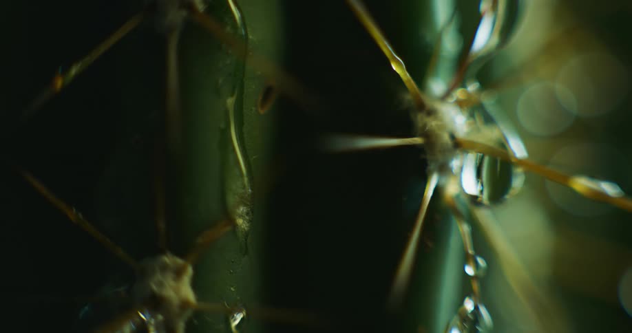 Close up of water droplets falling over the thorns of a small cactus plant