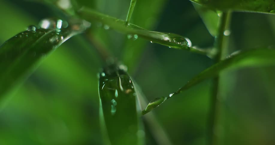 Leaves move as water droplets fall upon plants in the rain