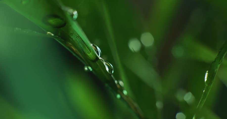 Sunlight shines upon water droplets as they fall on a plant in the rain
