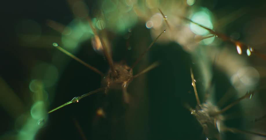 Water droplets are dripping down the thorns on a plant