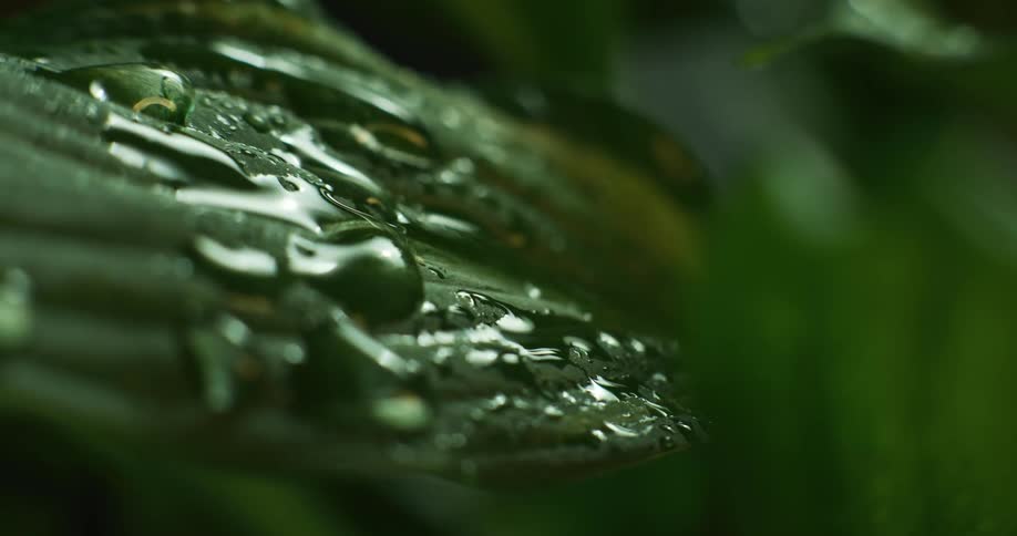 A leaf moves as water droplets fall upon it in the rain