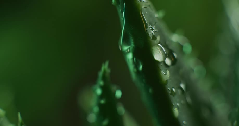Close up of water dripping and falling over the edge of green leafs