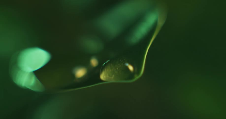 Close up of water dripping and falling over the edge of green leafs