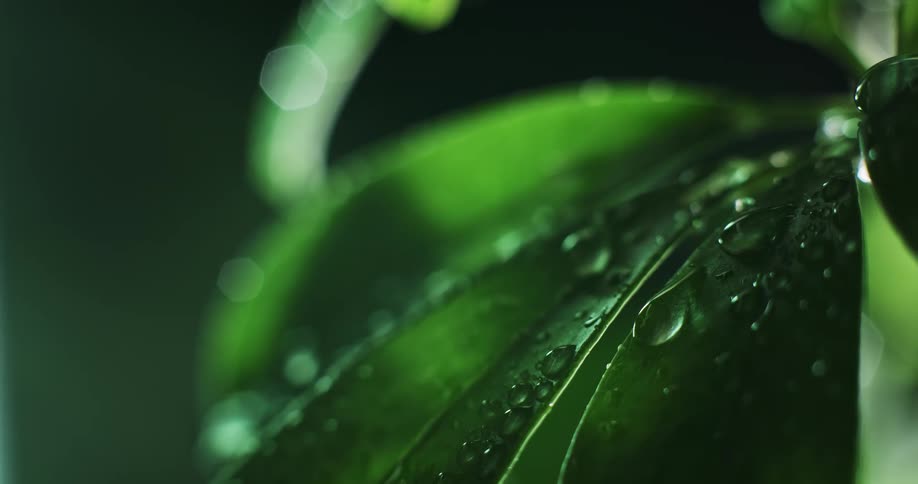 Water drops falling through and covering the green leaf of a plant