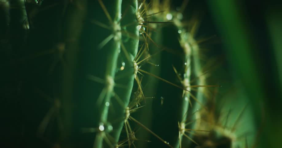 A cactus is shown up close with water droplets dripping off of it
