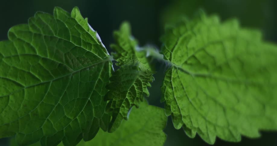 Close up of the veins on green leafs against a black background