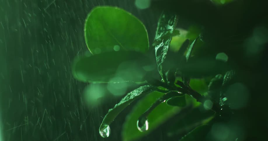 Close up of rain falling over small green leafs on a plant at night