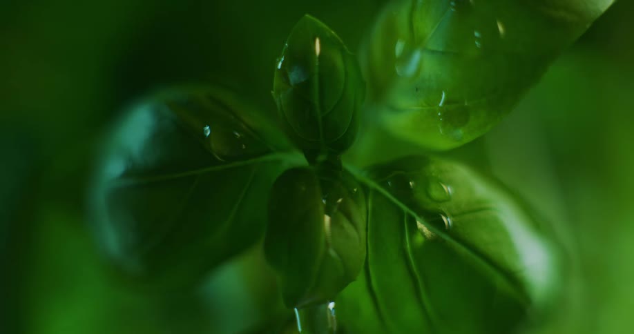 Water droplets sit on the leaves of a plant as sunlight shines upon it