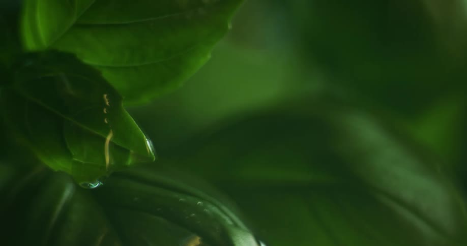Water droplets fall on green spinach leaves