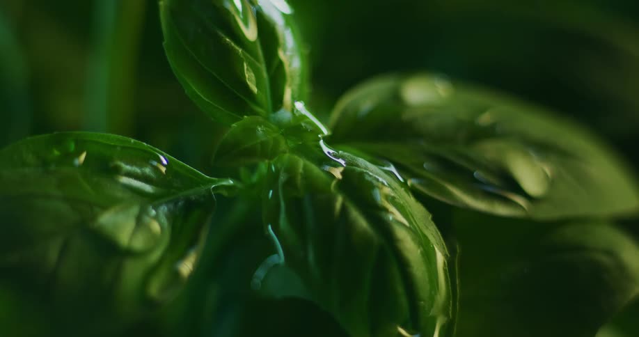 Water droplets fall on green spinach leaves