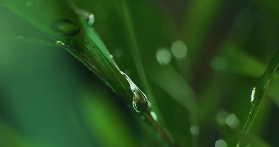 Water droplets fall on green spinach leaves