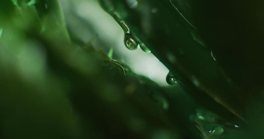 Water is dripping off outdoors plants in spring