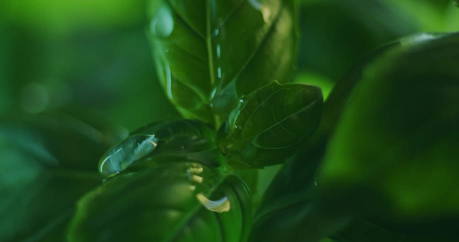 Water is dripping on outdoor plants