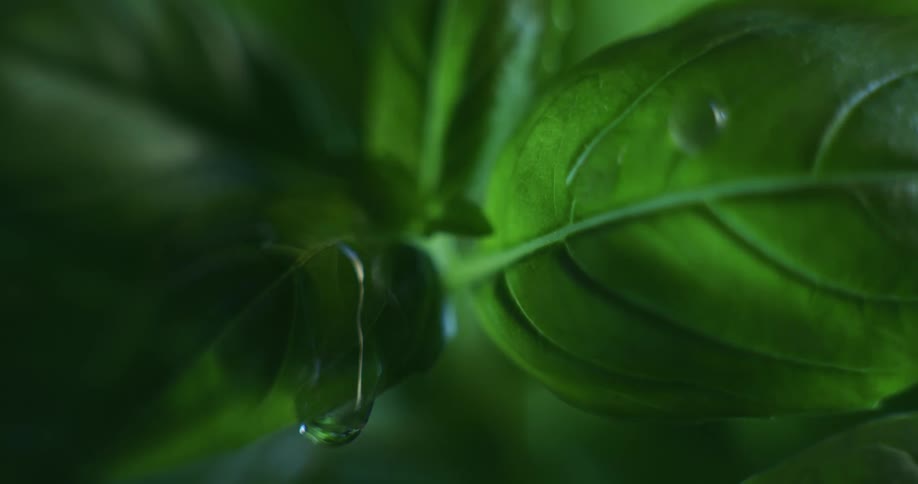 Water droplets fall on the leaves of a plant in the rain