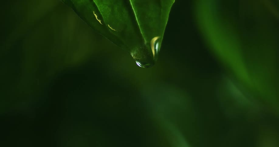 Sunlight shines on a water droplet as it drips from the leaf of a plant