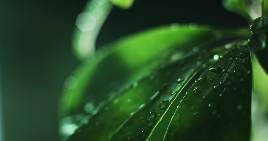 Sunlight shines on a plant with water droplets on the leaves as it moves in the breeze