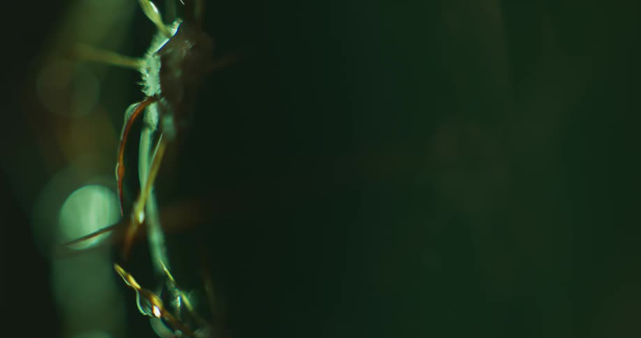A water droplet drips on the stem of a plant