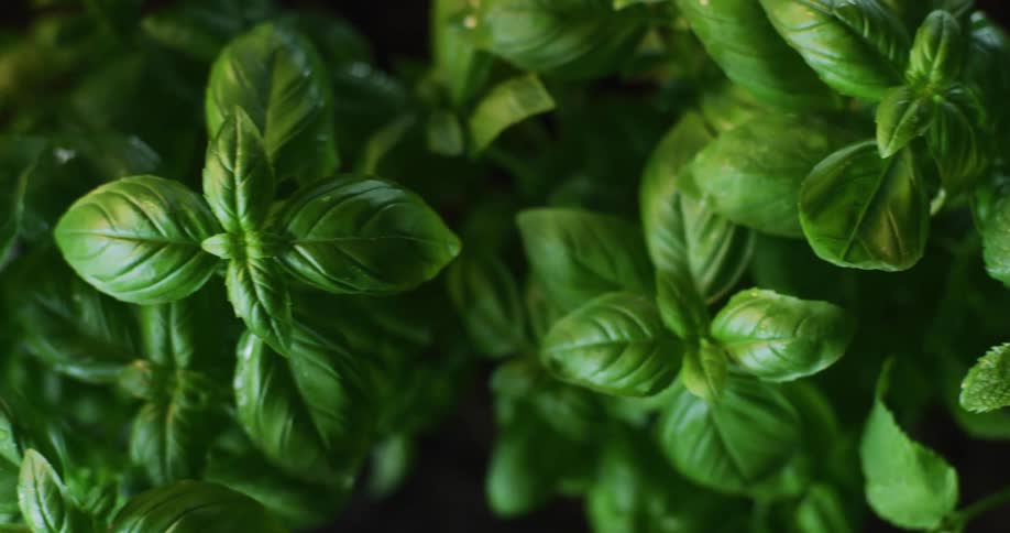 The green leaves of various herb plants including basil and mint