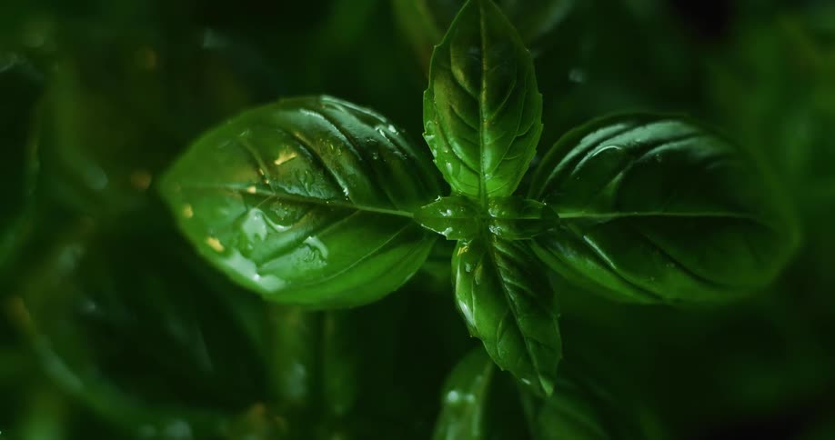 Water droplets are falling on the leafy plants