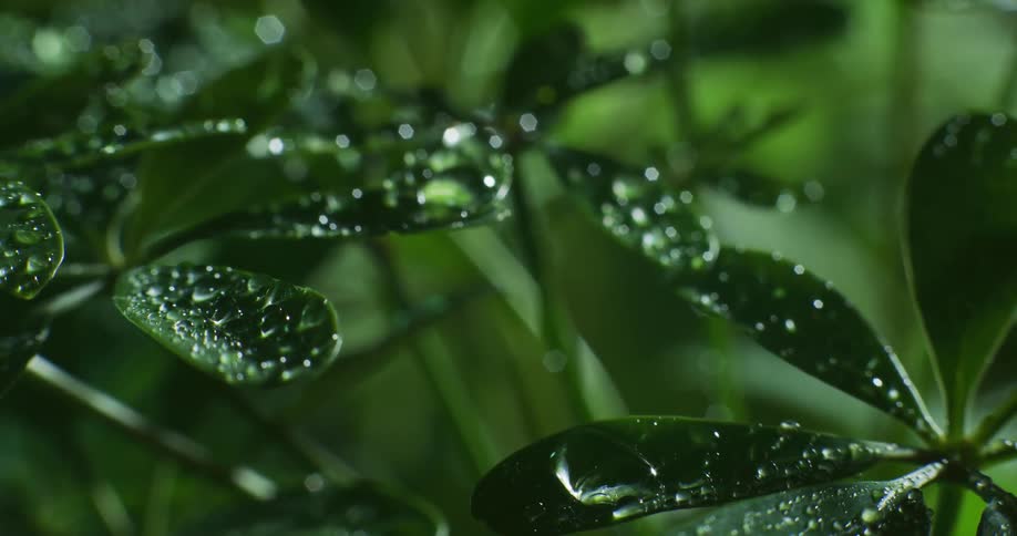 Leaves move as water droplets fall upon plants in the rain