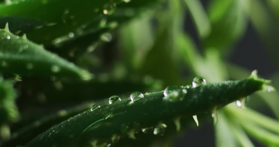 Close up view of cactus plants are displayed outdoors