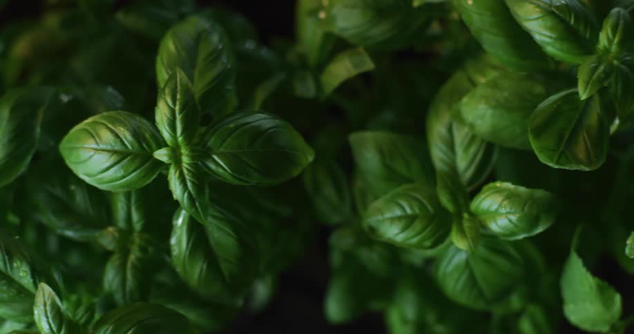 Close up and top down view of the bright green leafs on various types of plants