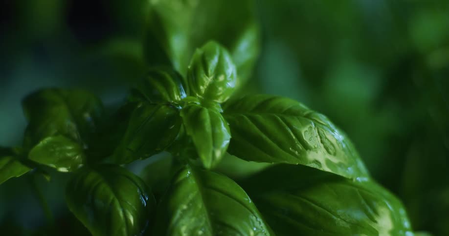 Rain is pouring on the plants outdoors in spring