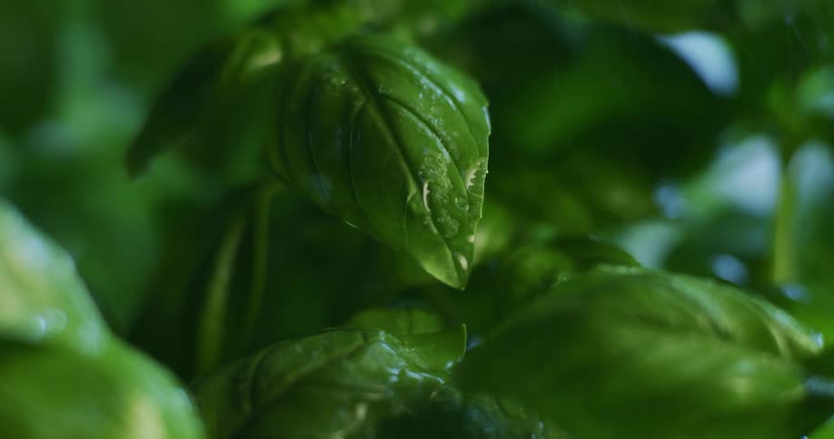 Water droplets fall on green spinach leaves