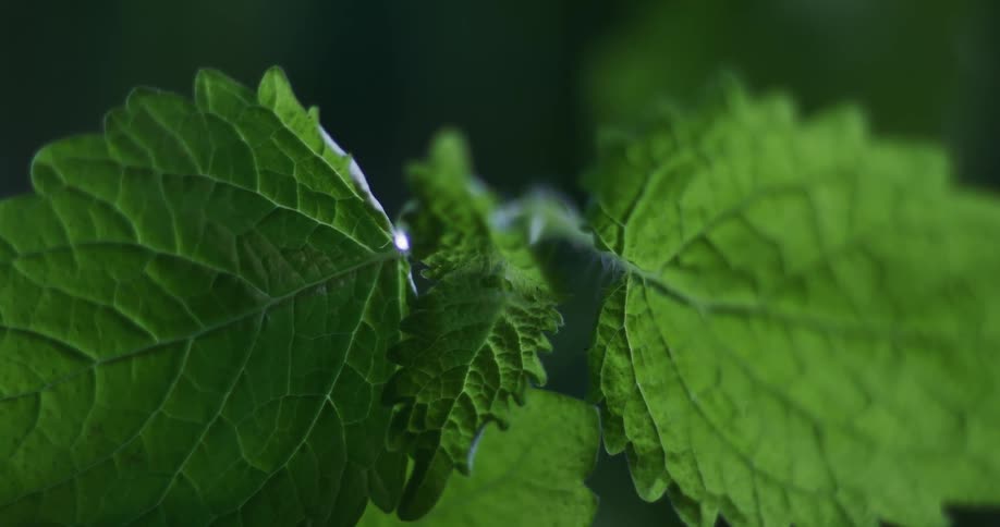 Leaves move as water droplets fall upon a plant in the rain