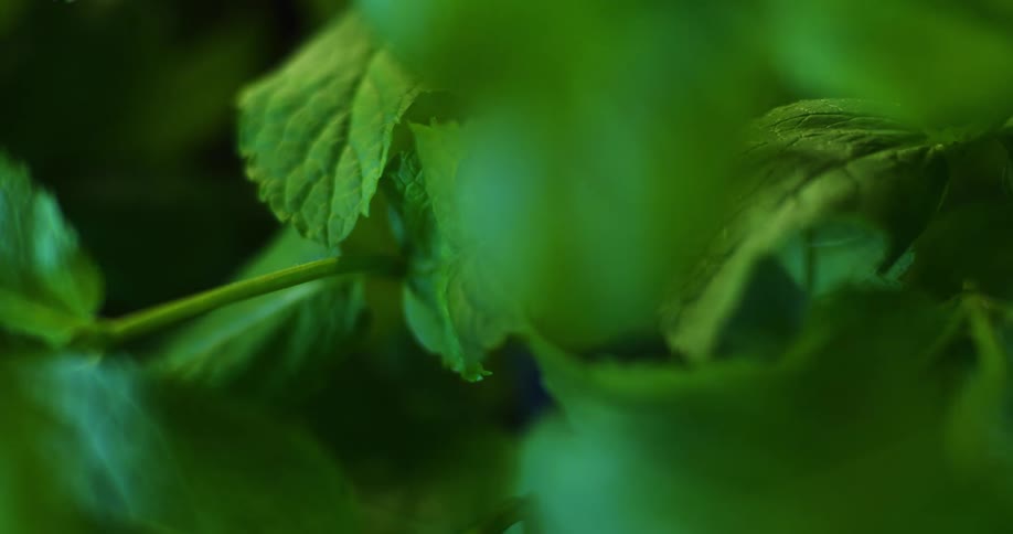 Close up of green plant leaves