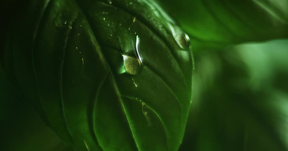 Water droplets fall on green leaf in the forest