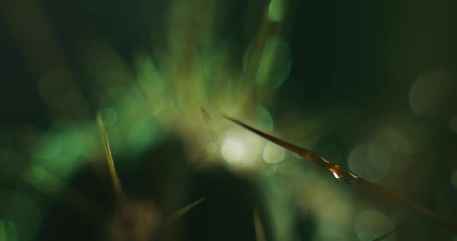 Drops of water drip from a plant stem