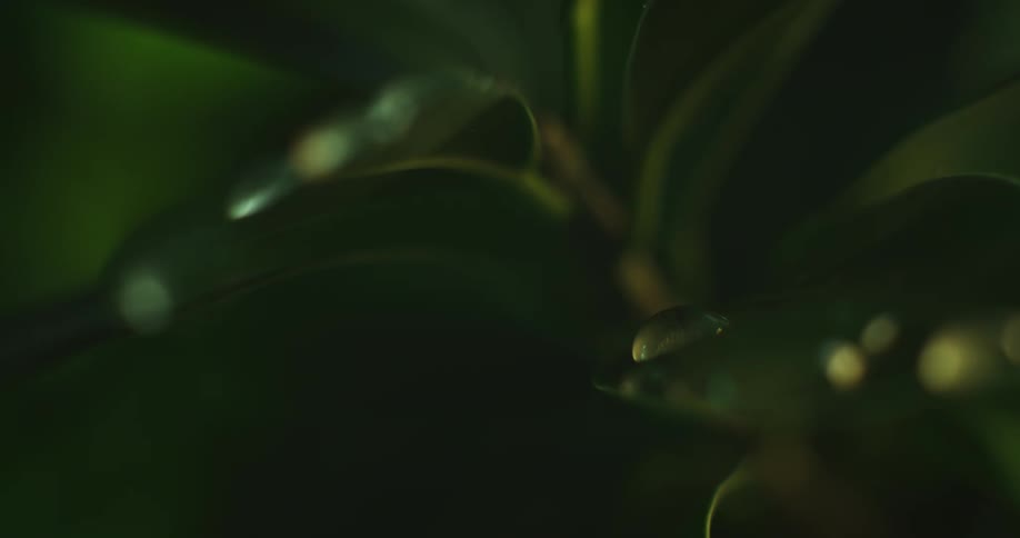 Close up view of tropical plants are displayed
