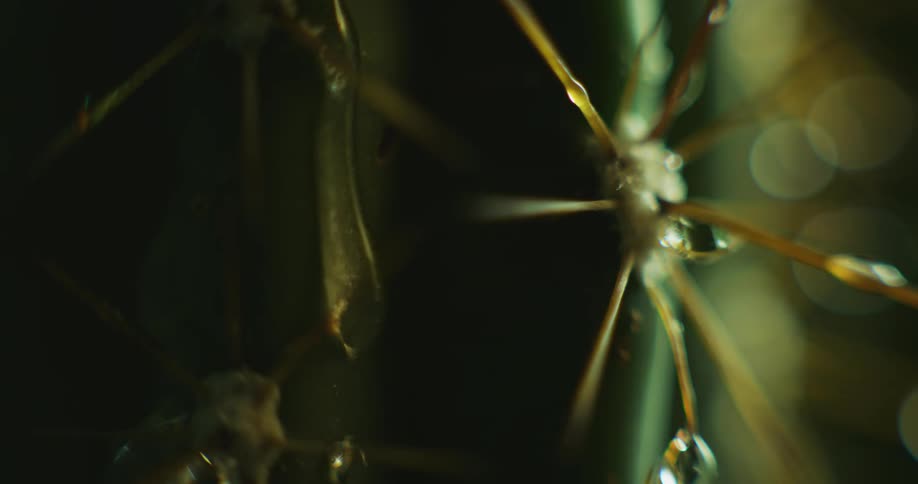 Close up of water droplets falling over the thorns of a small cactus plant