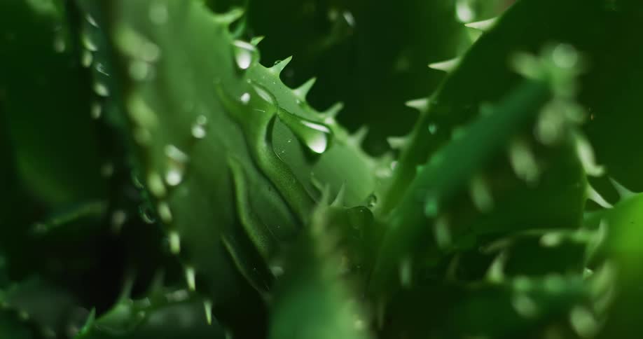Water droplets fall on and drip down a lush green aloe vera plant