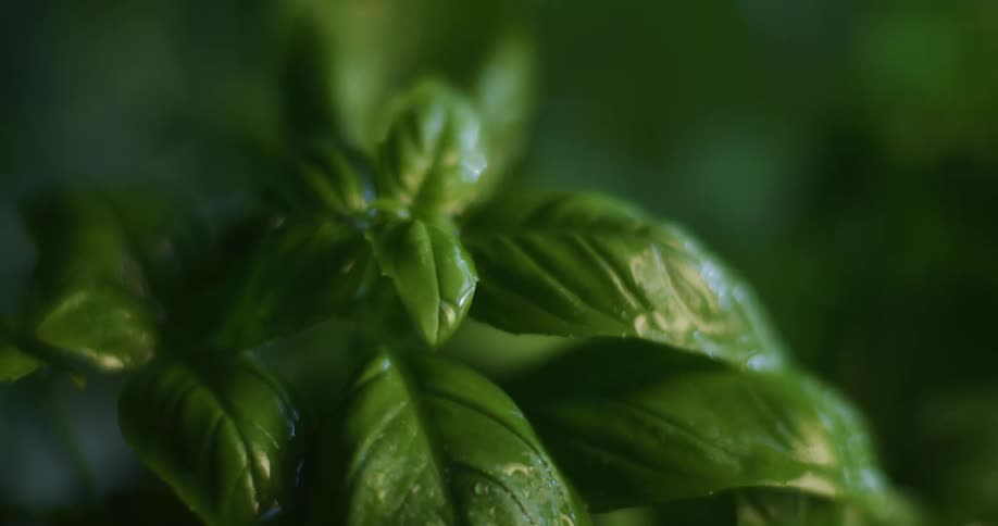 Close up of green spinach leaves