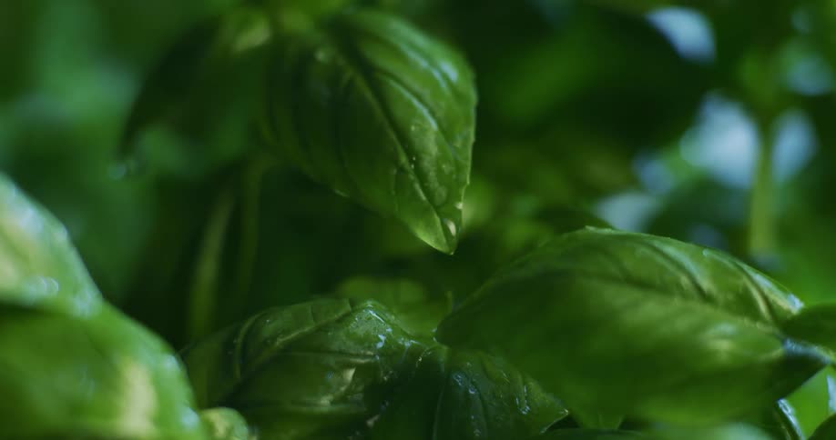 Close up view of dew covered leaves are displayed