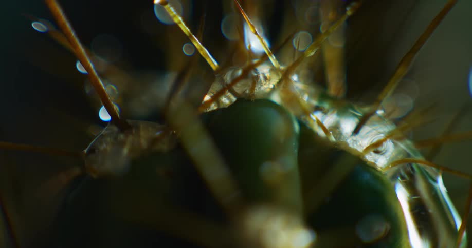 Clear liquid dropping onto and rolling off a spiny green plant