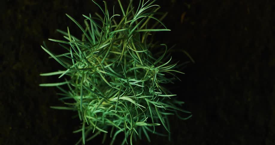 Light shines on a plant as it moves in the breeze