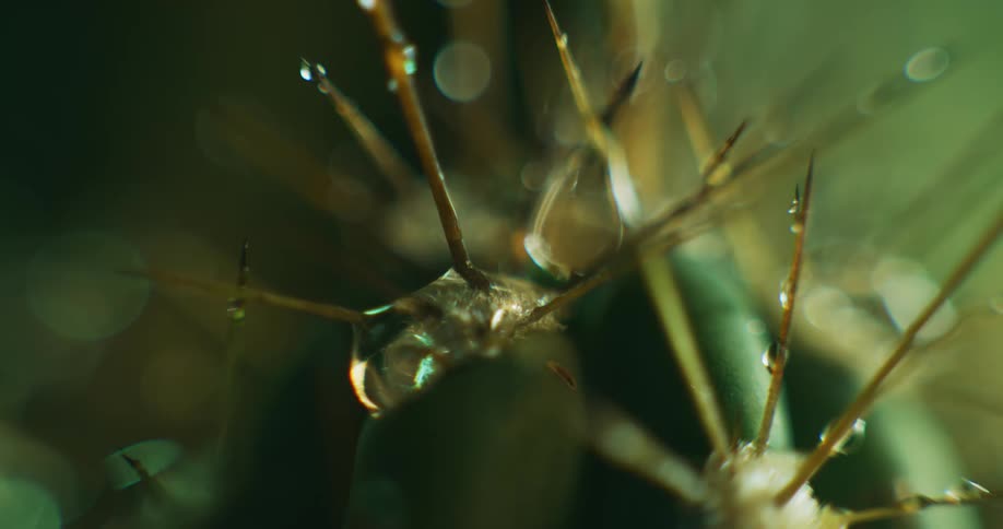 Extreme close up of water droplets falling over tiny branches covered in spikes
