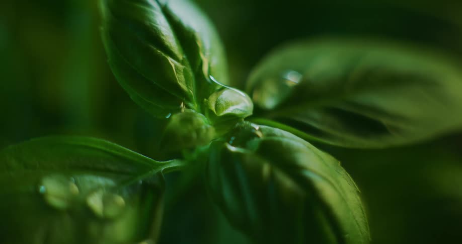 Dew on a plant leaf