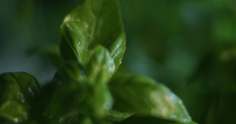 The sun shines on the green leaves of a plant