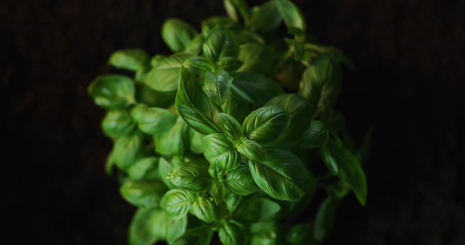 Time lapse view of plants are displayed