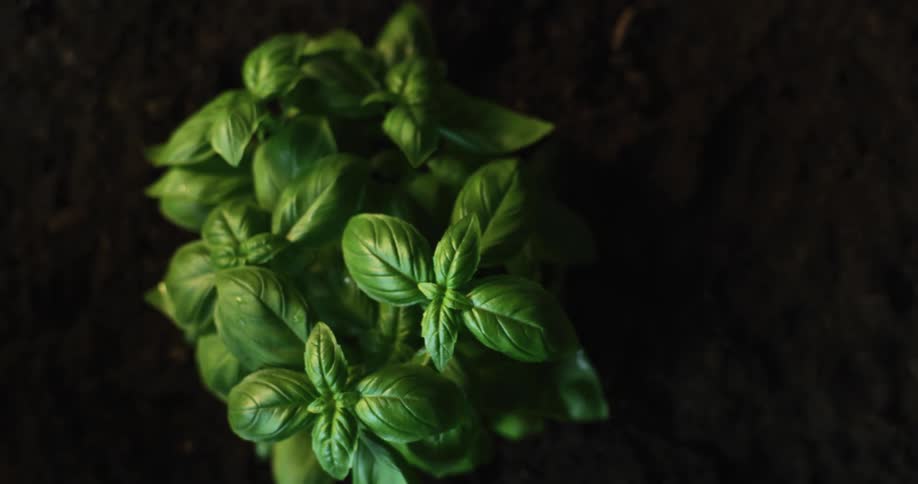 Shaking green leafed plant withdraws into ground