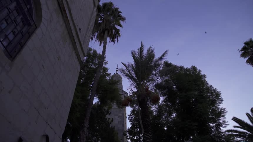 Birds fly over palm trees and buildings